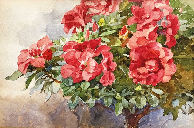 Egner Rhododendron