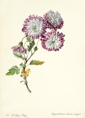 Gruber_Chrysantheme_Szaal