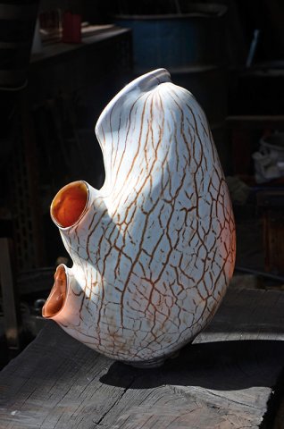 Zingerle Polycarpa Aurata